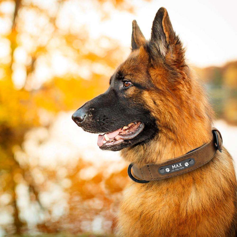 Collier pour Chien Personnalisé | LoveCollar
