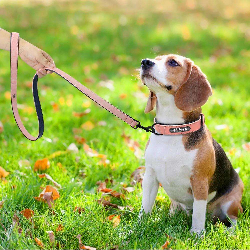 Collier pour Chien Personnalisé | LoveCollar