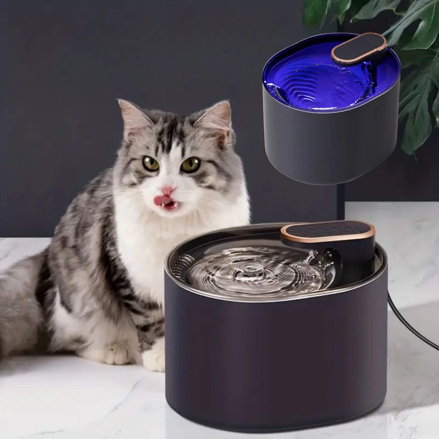 Fontaine à eau pour chat