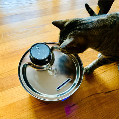 Fontaine a eau pour chat - capteur intégré