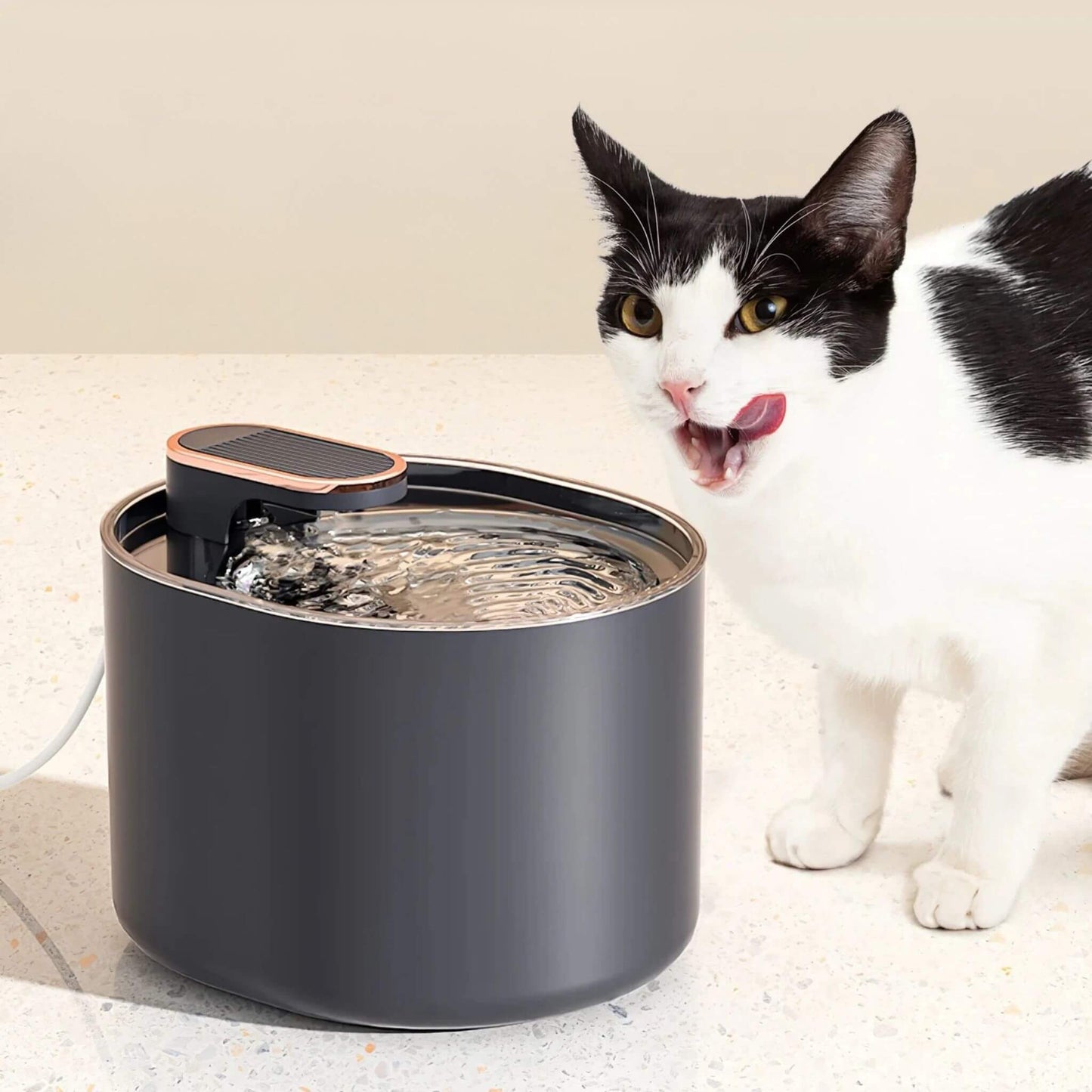 Fontaine à eau pour chat