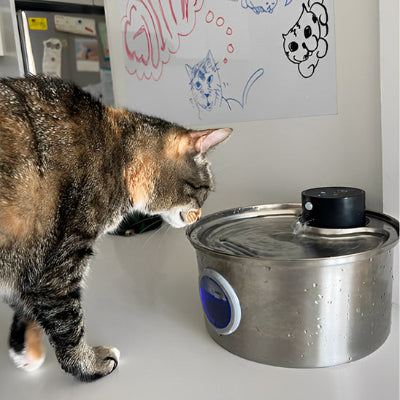 Fontaine a eau pour chat - capteur intégré