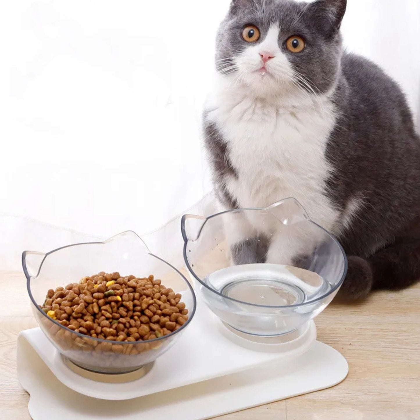 Gamelle chat