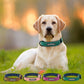 Collier pour Chien Personnalisé | LoveCollar
