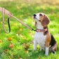 Collier pour Chien Personnalisé | LoveCollar