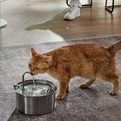 Fontaine à eau pour chat - 3,2L automatique