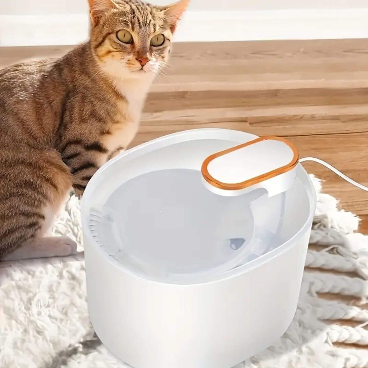 Fontaine à eau pour chat