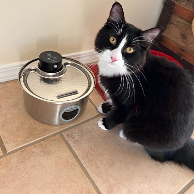 Fontaine a eau pour chat - capteur intégré