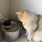 Fontaine a eau pour chat - capteur intégré